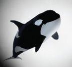 Catlin: Brand Campaign - Whale