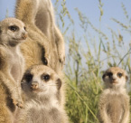 CU24: Power of Us Campaign - Meerkats