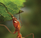 CU24: Power of Us Campaign - Ants