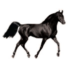 Predator Cues: Blak Campaign - Stallion