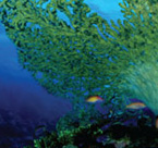 Veolia: Brand Campaign - Coral