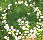 Veolai: Kids Campaign - Flowers