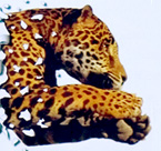 Winn-Dixie: Jaguars Tailgating Outdoor
