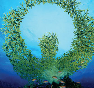 Veolia Brand Campaign: Coral