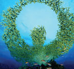 Veolia Brand Campaign: Coral
