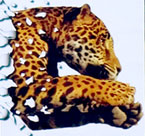 Winn-dixie: Jaguars Outdoor